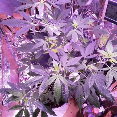 Génétique inconnue growlog timeline photo