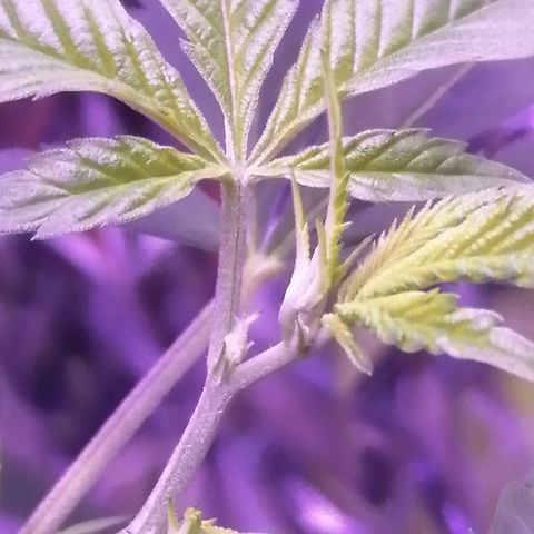Génétique inconnue growlog timeline photo