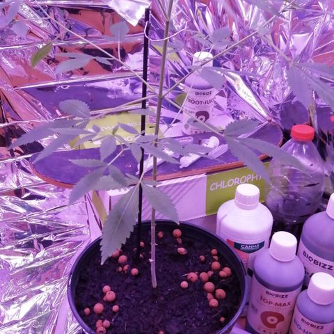 Génétique inconnue growlog timeline photo
