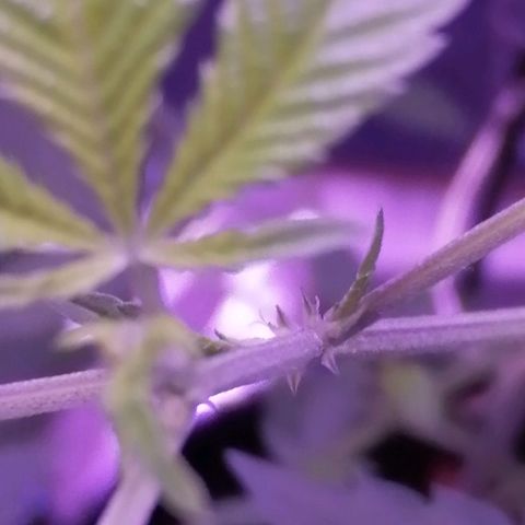 Génétique inconnue growlog timeline photo