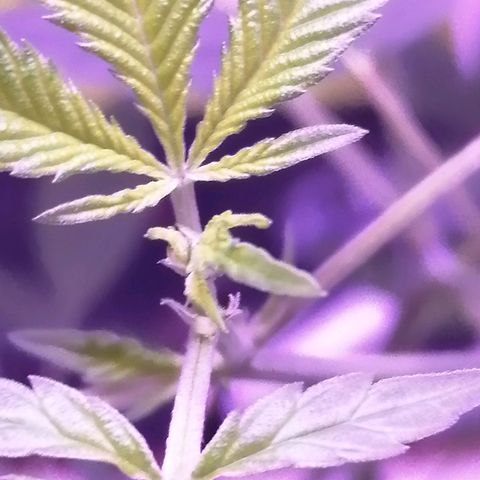 Génétique inconnue growlog timeline photo
