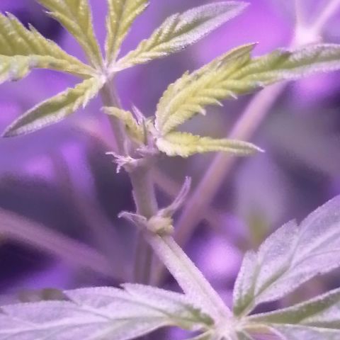 Génétique inconnue growlog timeline photo