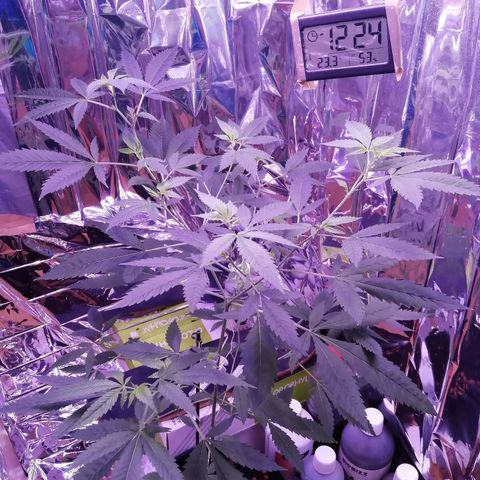 Génétique inconnue growlog timeline photo