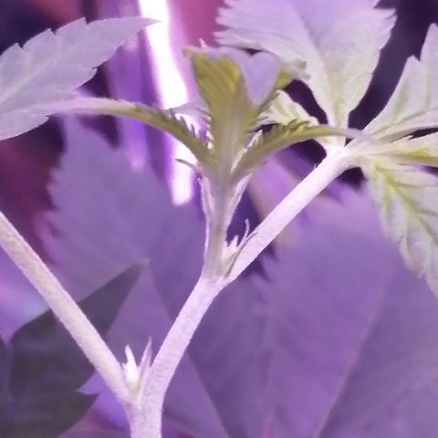 Génétique inconnue growlog timeline photo