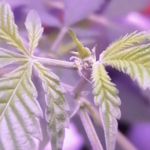 Génétique inconnue growlog timeline photo