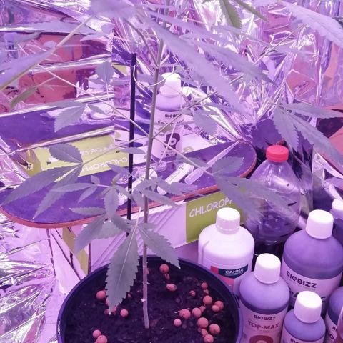 Génétique inconnue growlog timeline photo