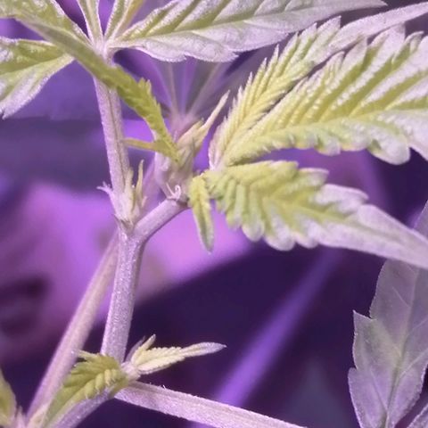 Génétique inconnue growlog timeline photo