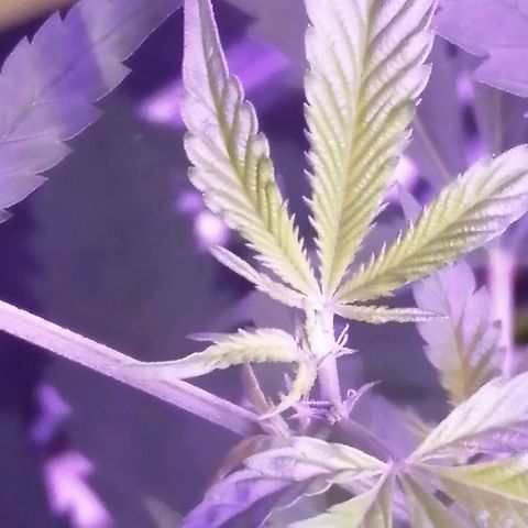 Génétique inconnue growlog timeline photo
