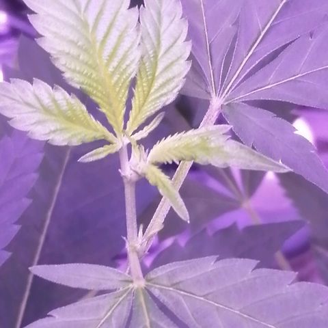Génétique inconnue growlog timeline photo