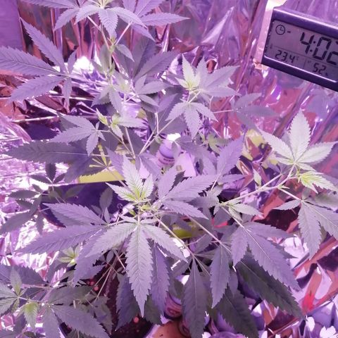 Génétique inconnue growlog timeline photo