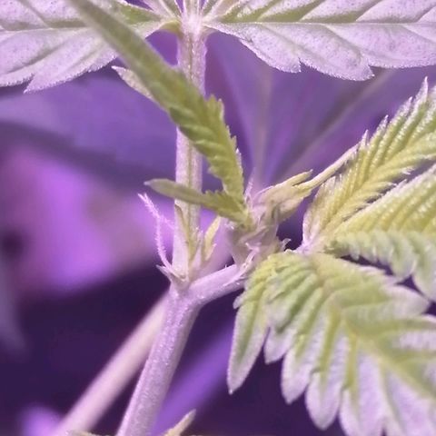 Génétique inconnue growlog timeline photo
