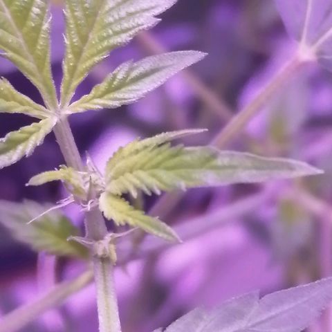 Génétique inconnue growlog timeline photo