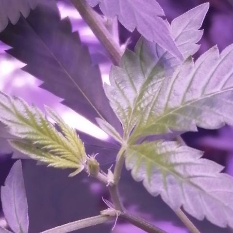 Génétique inconnue growlog timeline photo