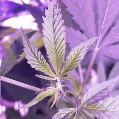 Génétique inconnue growlog timeline photo