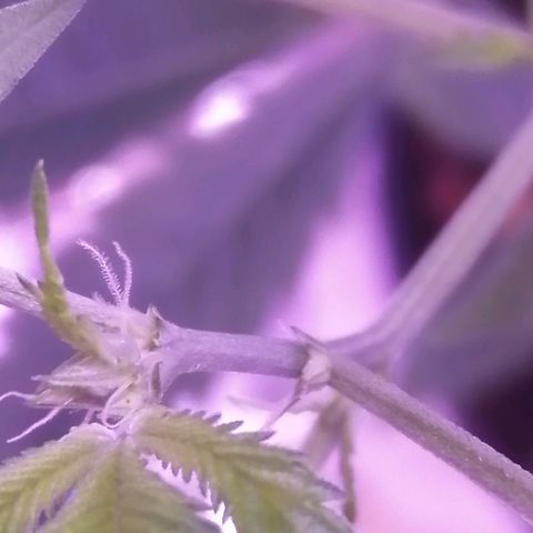 Génétique inconnue growlog timeline photo