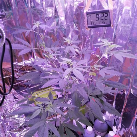 Génétique inconnue growlog timeline photo