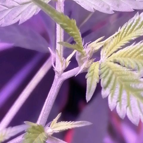 Génétique inconnue growlog timeline photo