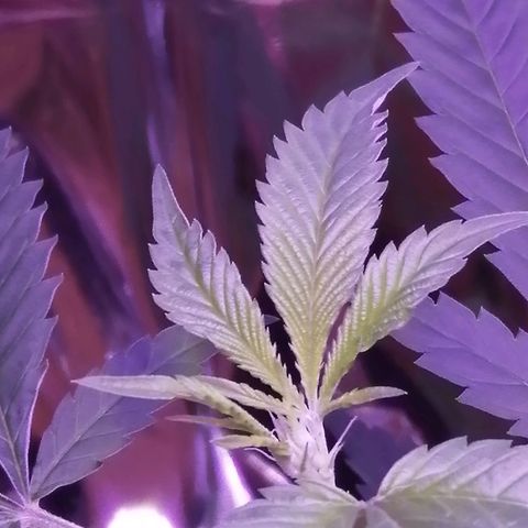 Génétique inconnue growlog timeline photo