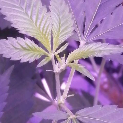 Génétique inconnue growlog timeline photo