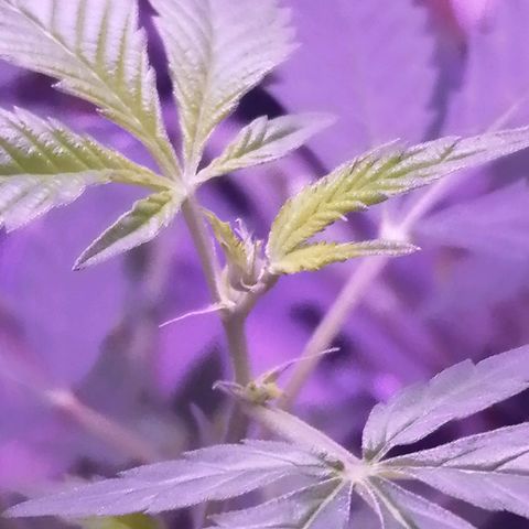 Génétique inconnue growlog timeline photo