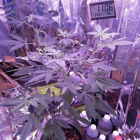 Génétique inconnue growlog timeline photo