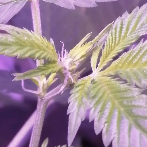 Génétique inconnue growlog timeline photo