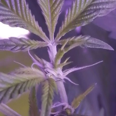 Génétique inconnue growlog timeline photo