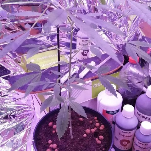 Génétique inconnue growlog timeline photo