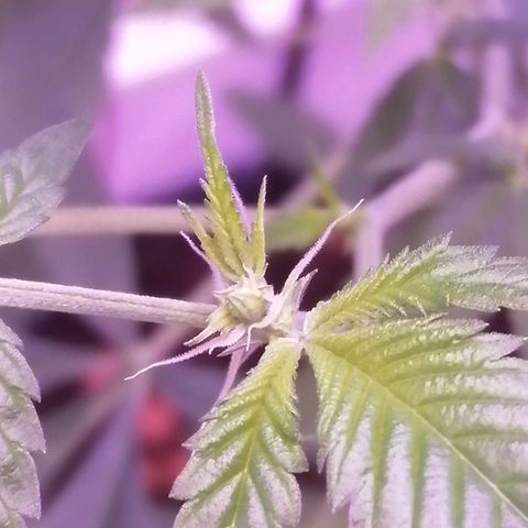 Génétique inconnue growlog timeline photo