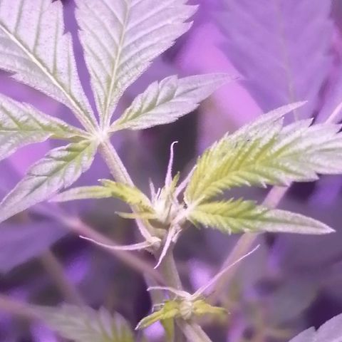 Génétique inconnue growlog timeline photo