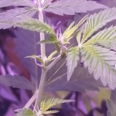 Génétique inconnue growlog timeline photo