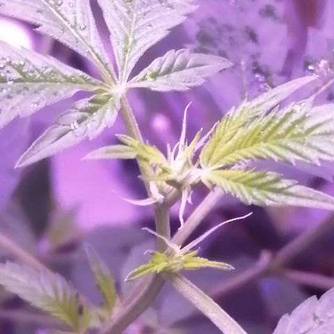 Génétique inconnue growlog timeline photo
