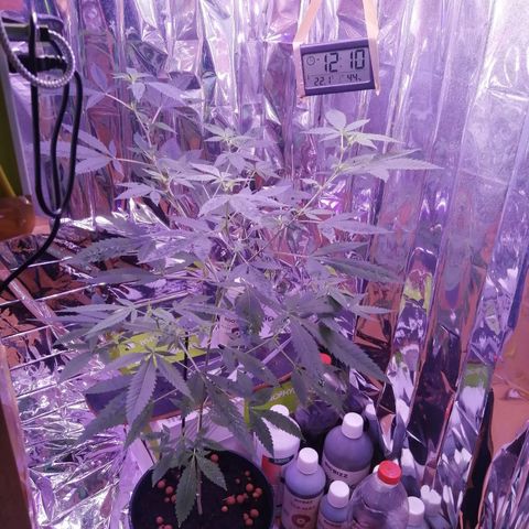 Génétique inconnue growlog timeline photo