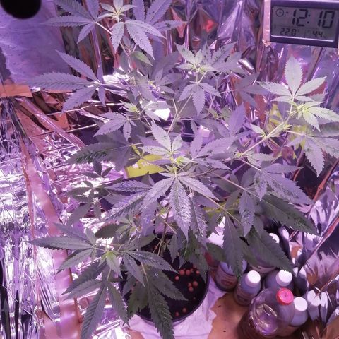 Génétique inconnue growlog timeline photo