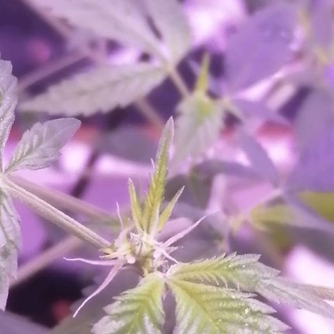 Génétique inconnue growlog timeline photo