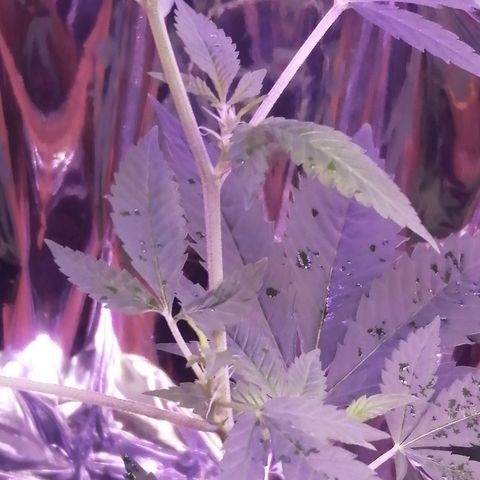 Génétique inconnue growlog timeline photo