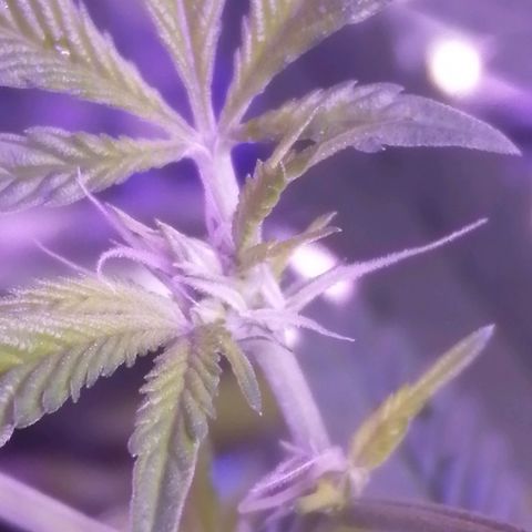 Génétique inconnue growlog timeline photo