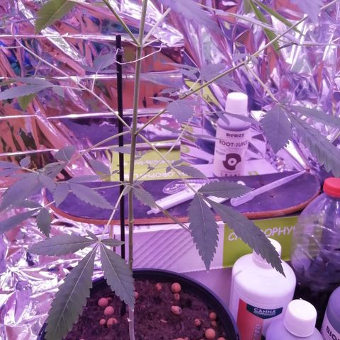 Génétique inconnue growlog timeline photo