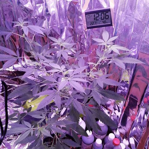 Génétique inconnue growlog timeline photo