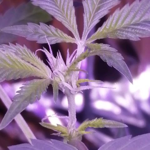 Génétique inconnue growlog timeline photo