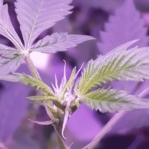 Génétique inconnue growlog timeline photo