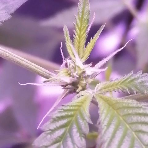 Génétique inconnue growlog timeline photo