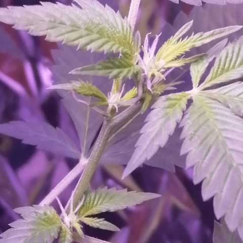 Génétique inconnue growlog timeline photo