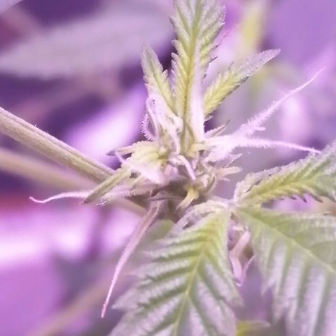Génétique inconnue growlog timeline photo