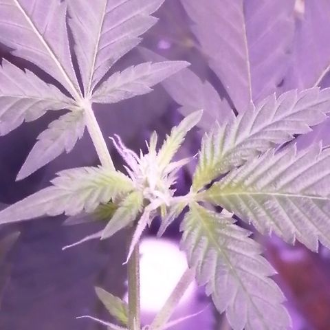 Génétique inconnue growlog timeline photo