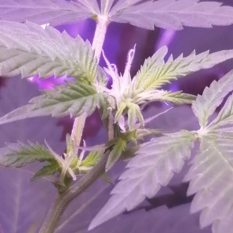 Génétique inconnue growlog timeline photo