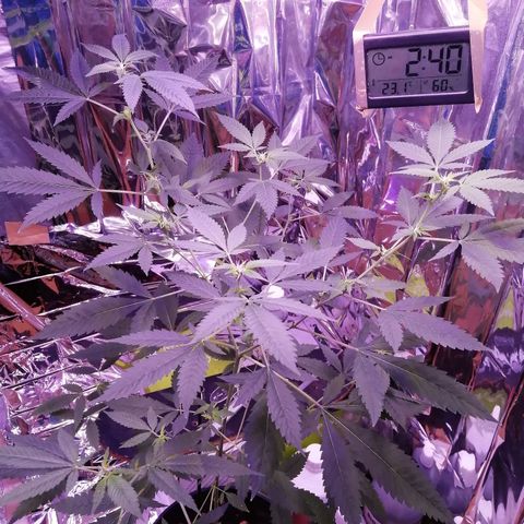 Génétique inconnue growlog timeline photo