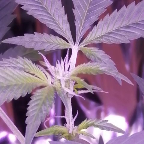 Génétique inconnue growlog timeline photo