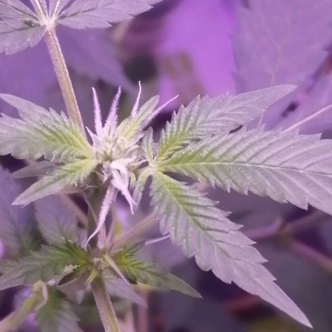 Génétique inconnue growlog timeline photo