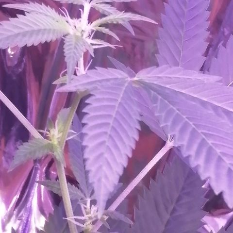 Génétique inconnue growlog timeline photo